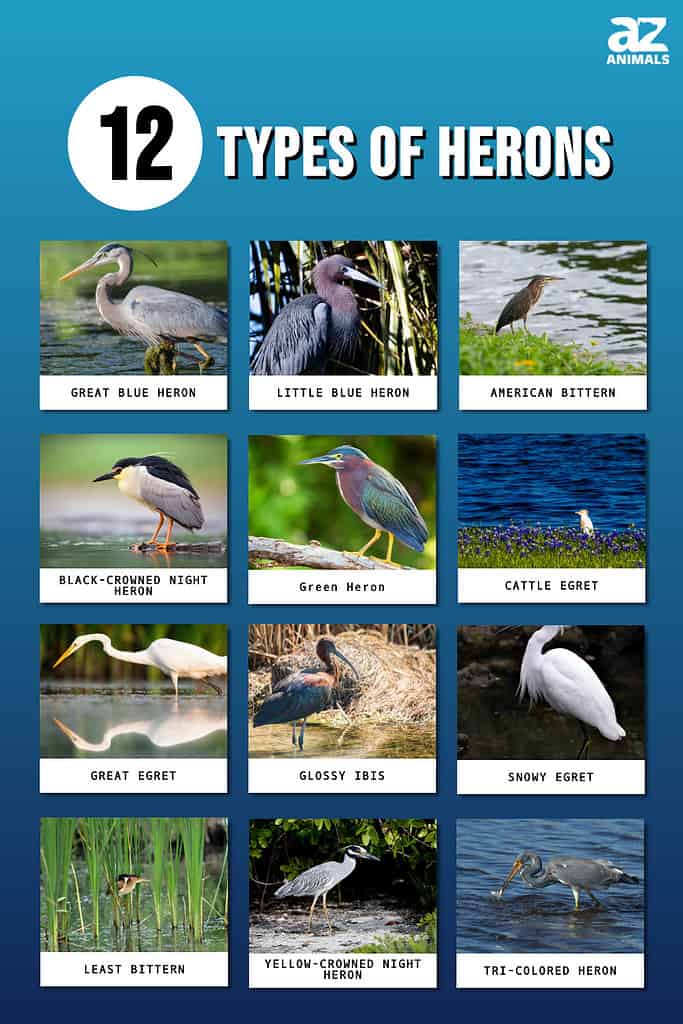 بگلا پرندوں کی 12 اقسام