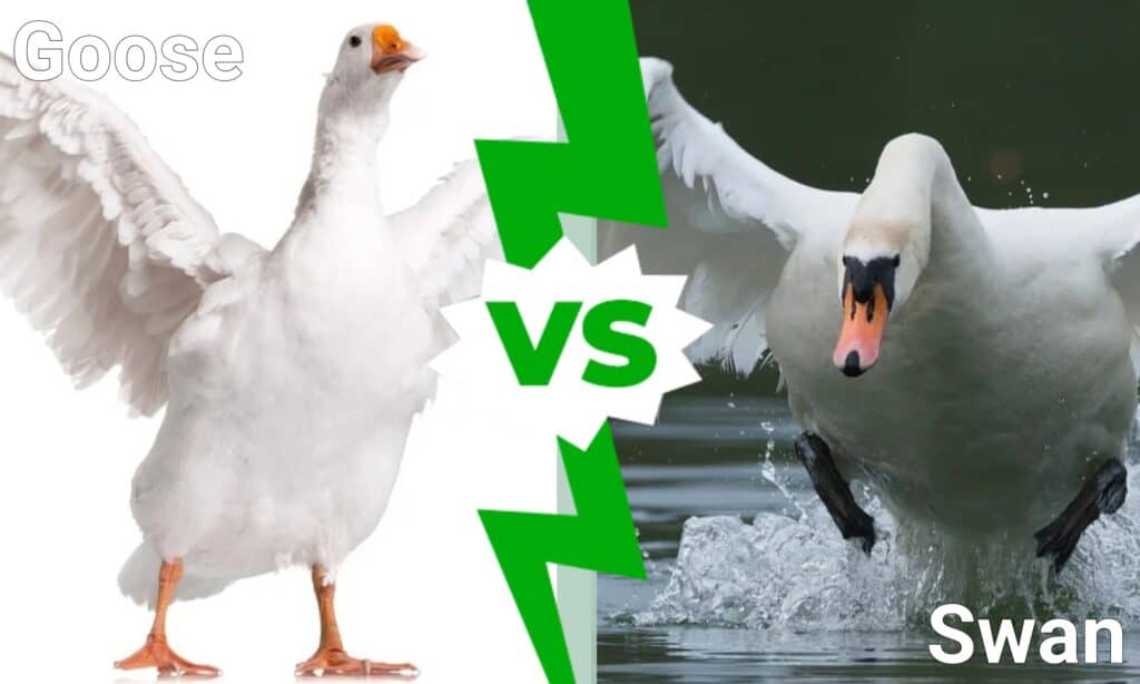 Soang vs Swan: 4 Bedana konci dipedar