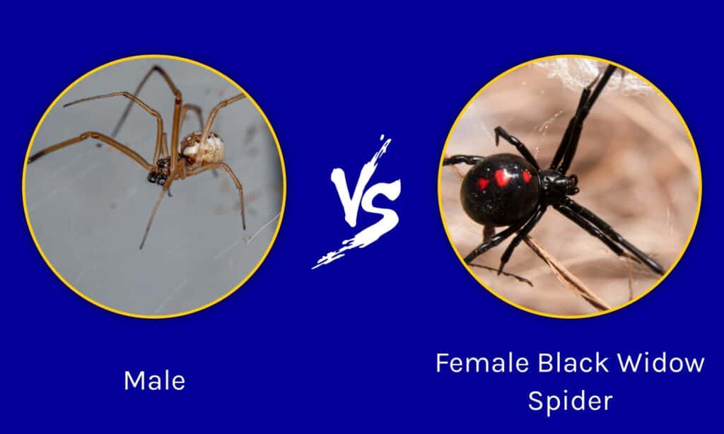 Araña viuda negra macho y hembra: ¿cuál es la diferencia?