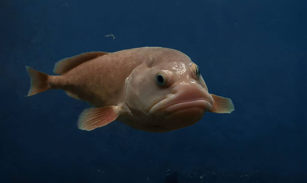 ¿Qué aspecto tienen los peces globo bajo el agua y bajo presión?
