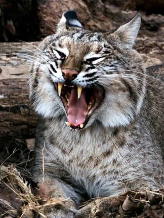 Bobcat vs Lynx: Egluro'r 4 gwahaniaeth allweddol