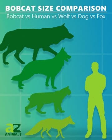 Bobcat Größenvergleich: Wie groß sind Bobcats?