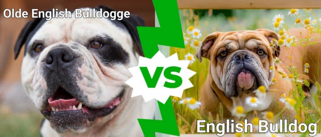 Ou Engelse Bulldogge vs Engelse Bulldog: Wat is 8 sleutelverskille?
