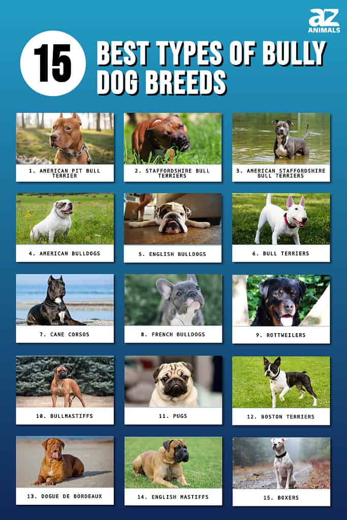 15 Labākie bully suņu šķirnes tipi