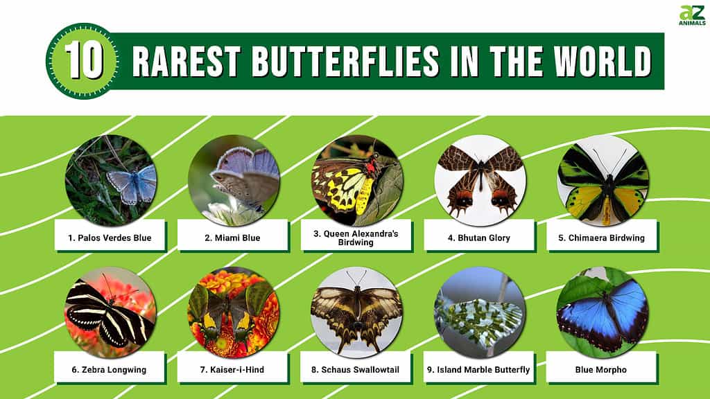 10 Harvinaisimmat perhoset maailmassa