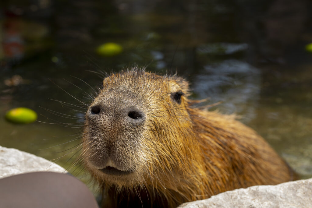 Kapibaralar Kaliforniyada və digər ştatlarda qanunidirmi?
