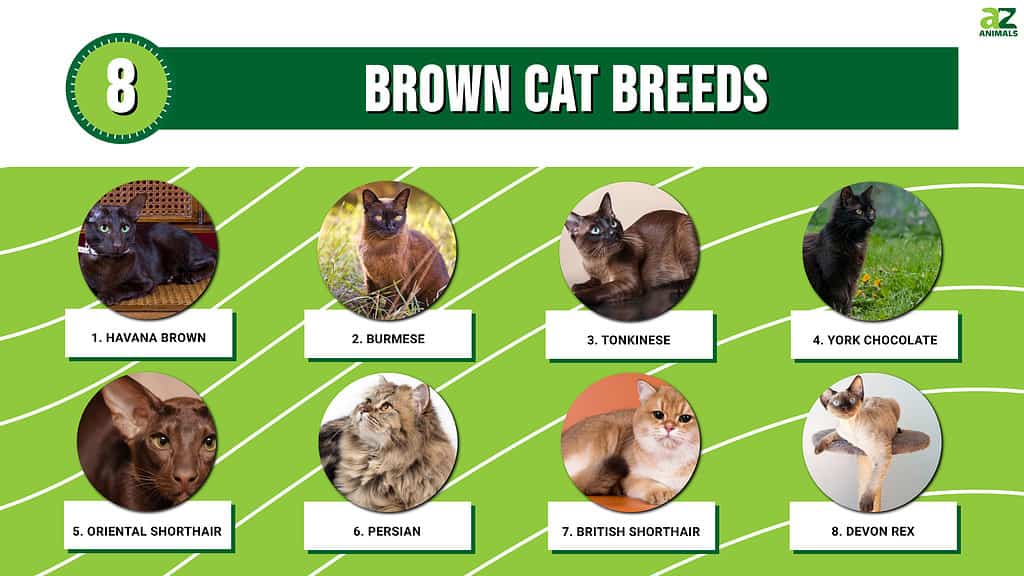 8 razas de gatos marrones &amp; Nombres de gatos marrones