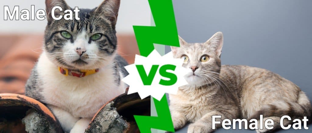 Kočky a kocouři: 4 klíčové rozdíly
