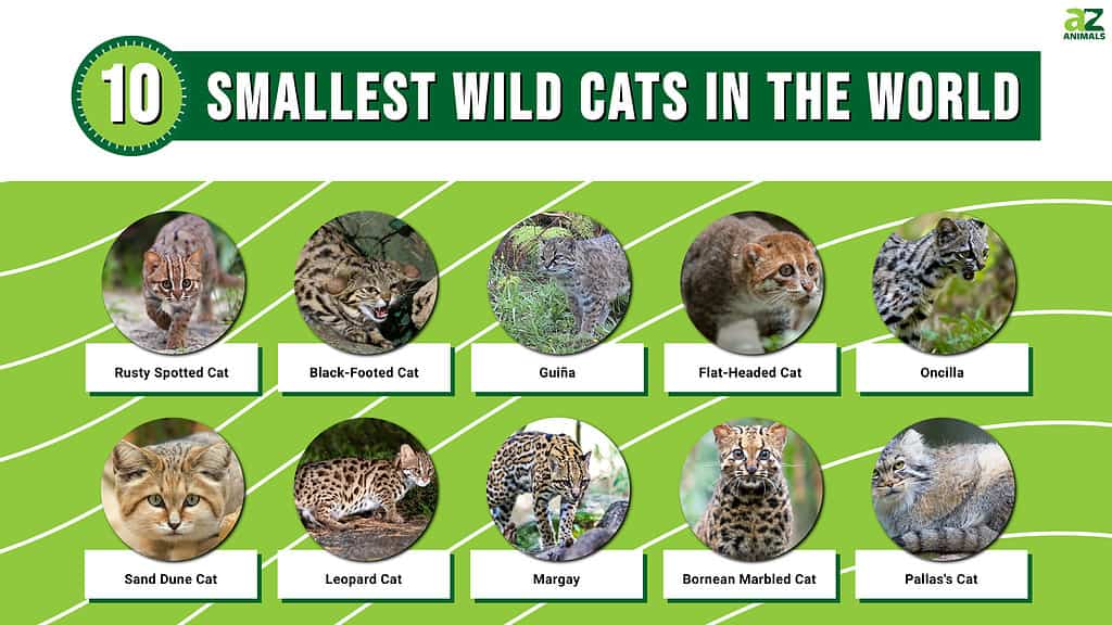 Die Top 10 der kleinsten Wildkatzen der Welt