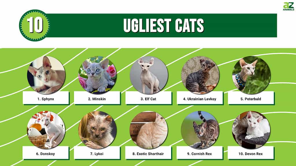 Top 10 neglītākie kaķi