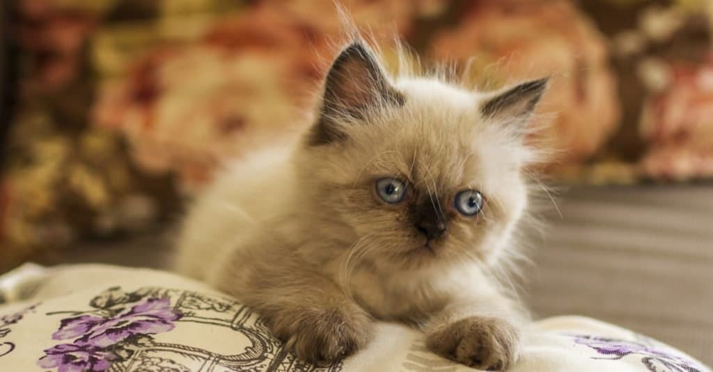 Цијене хималајских мачака у 2023.: трошкови куповине, ветеринарски рачуни и други трошкови