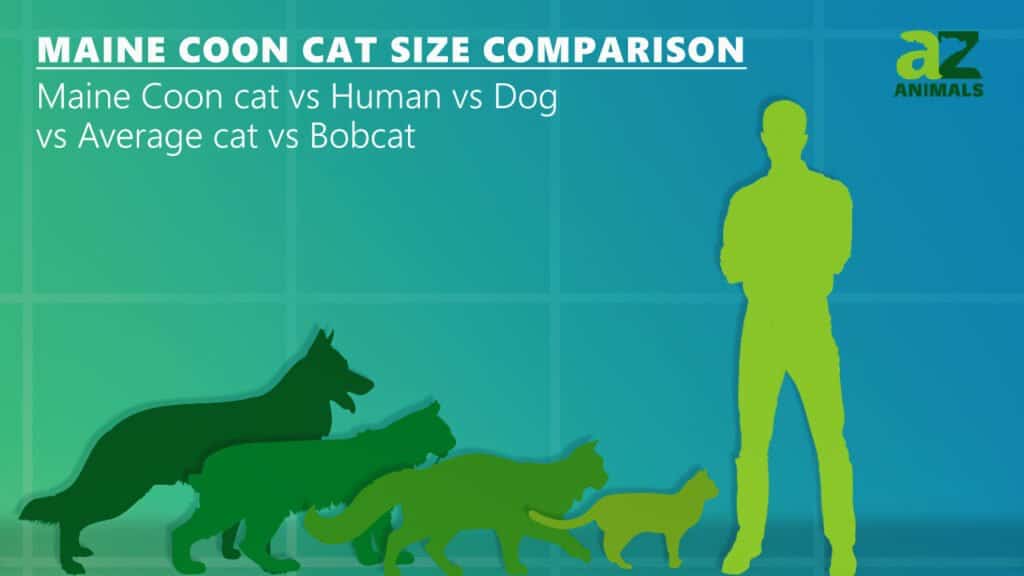 Comparación do tamaño do gato Maine Coon: o gato máis grande?