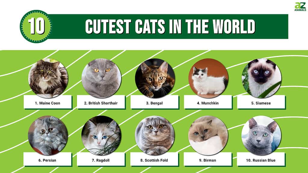 世界で最もかわいい猫10匹を紹介します。