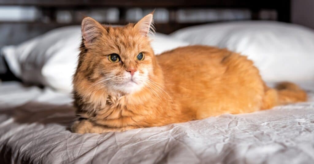 Oranžne mačke Tabby: vse, kar morate vedeti