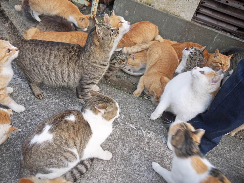 Scoprite le "isole dei gatti" giapponesi, dove i gatti superano gli esseri umani di 8 a 1