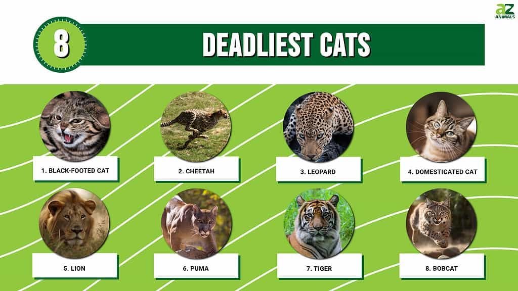 Top 8 nāvējošākie kaķi