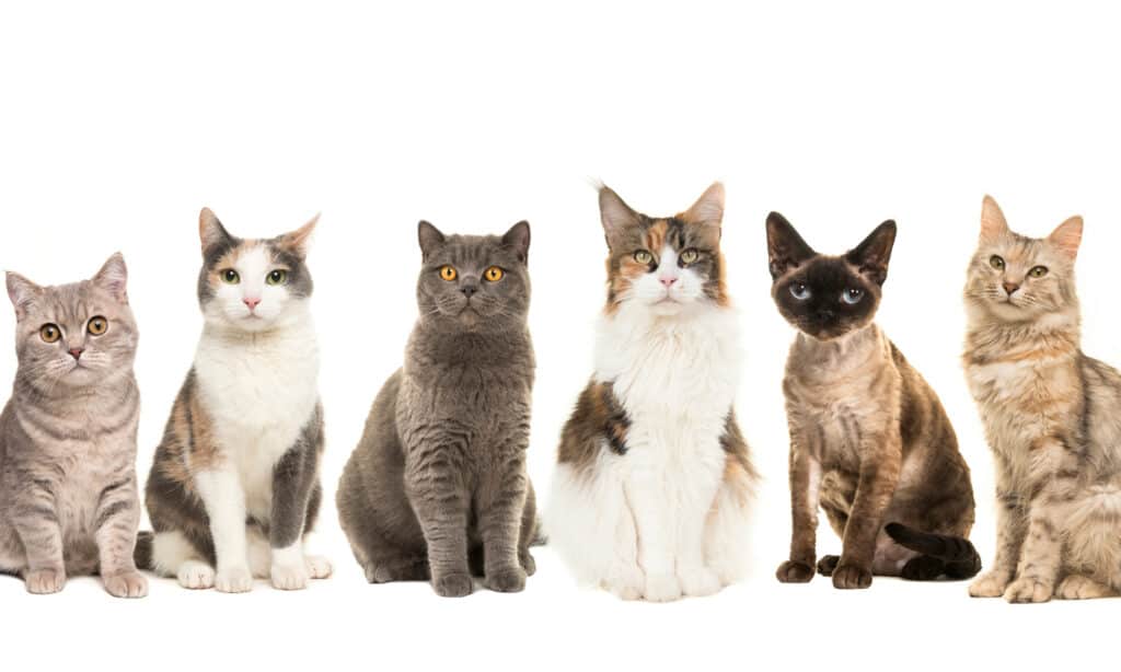 Ako sa volá skupina mačiek?