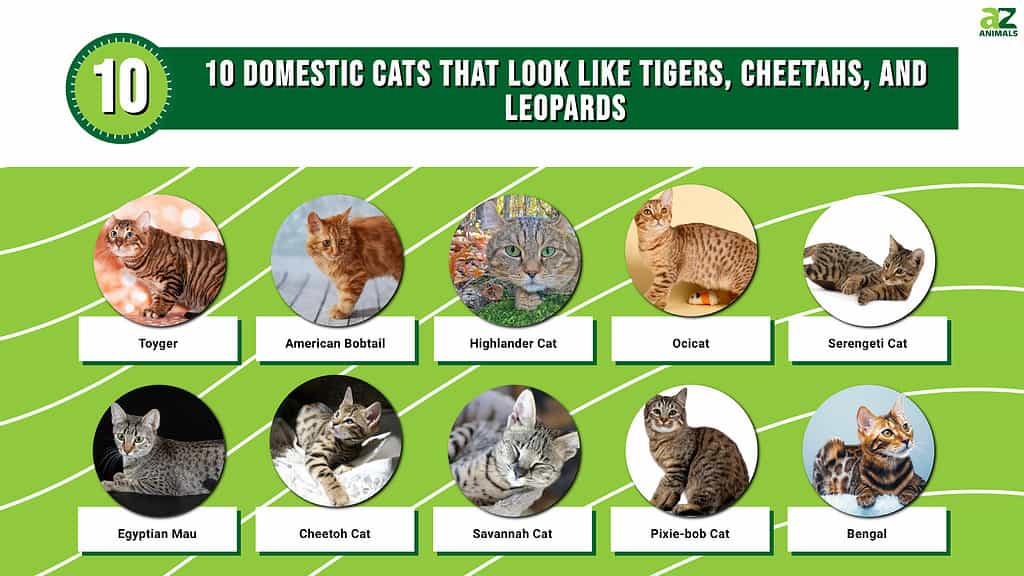 10 domácích koček, které vypadají jako tygři, gepardi a leopardi