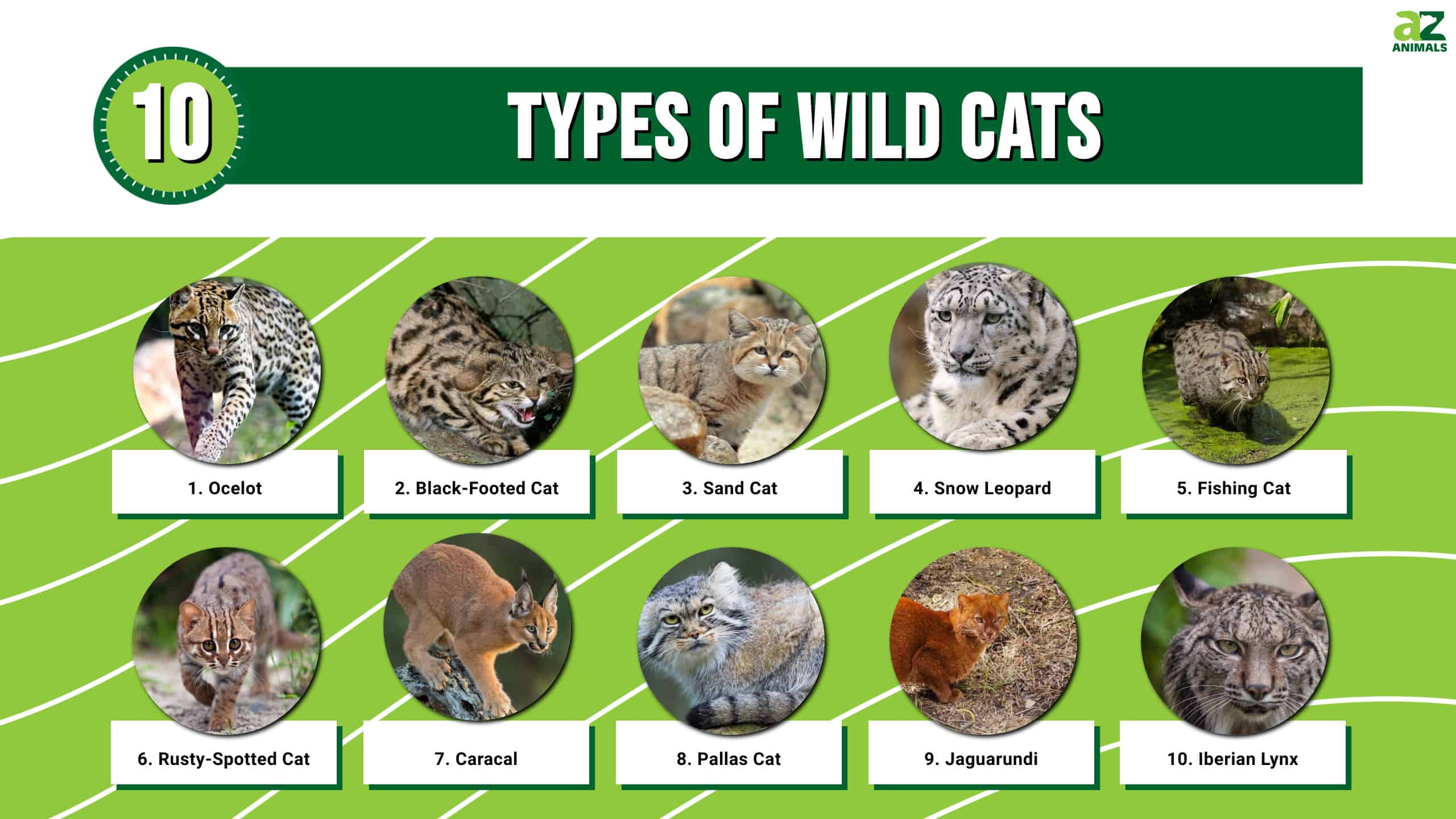 10 tipos de gatos salvajes