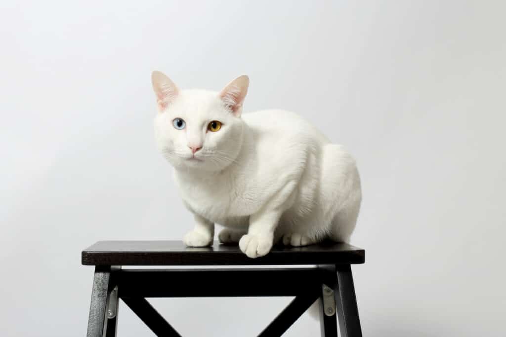 15 tyyppisiä valkoisia kissoja