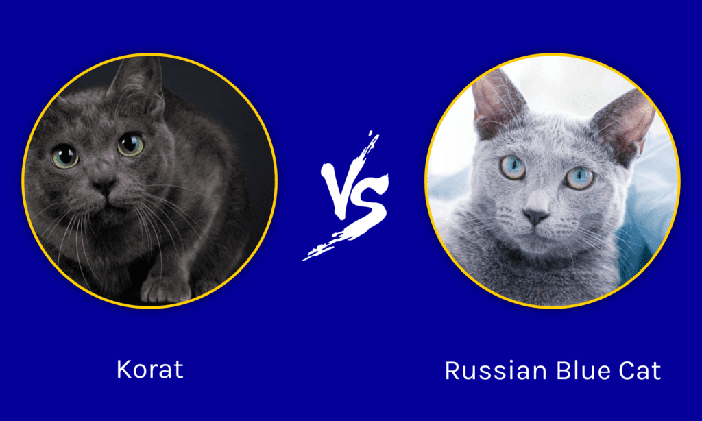 Korat vs Russian Blue Cat: Desberdintasun nagusiak azaldu dira