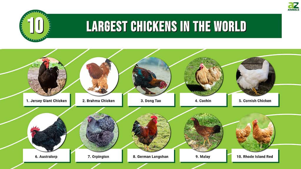 دنیا میں 10 سب سے بڑی مرغیاں