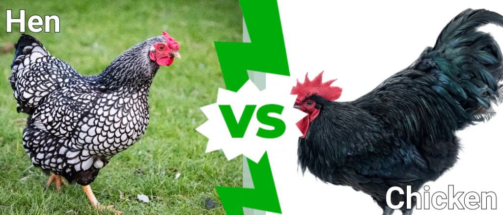 Gallina frente a pollo: ¿cuál es la diferencia?