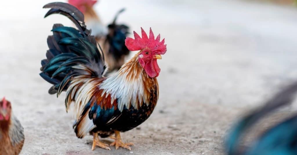 10 najbolj priljubljenih pasem piščancev bantam