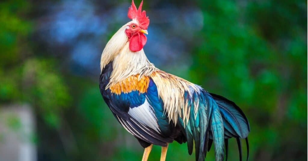 कोंबडी सस्तन प्राणी आहेत का?
