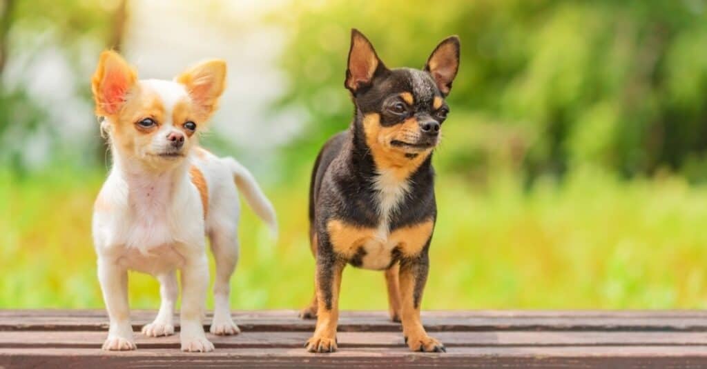 Chihuahuan elinikä: Kuinka kauan chihuahuat elävät?