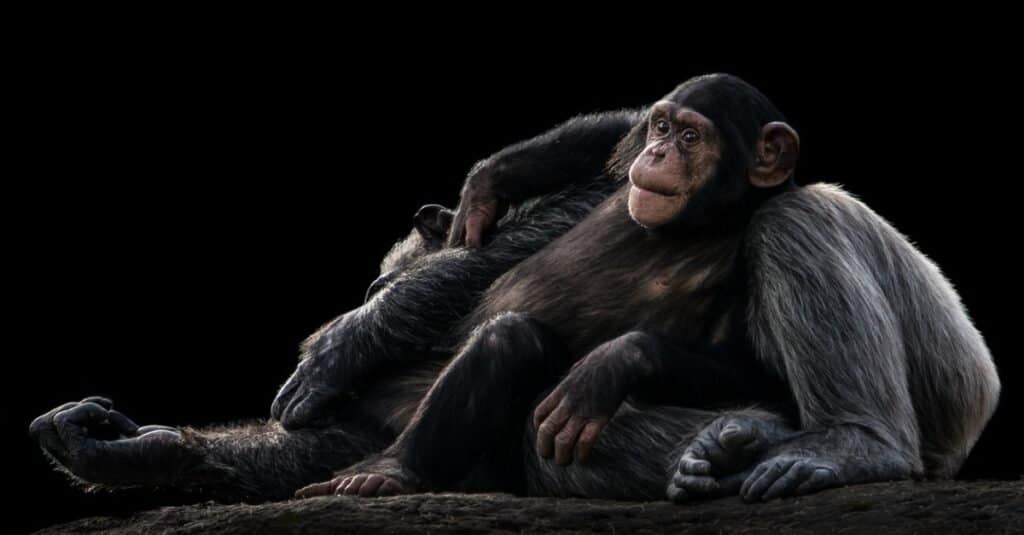 Били обезьяны: самый большой шимпанзе в истории?