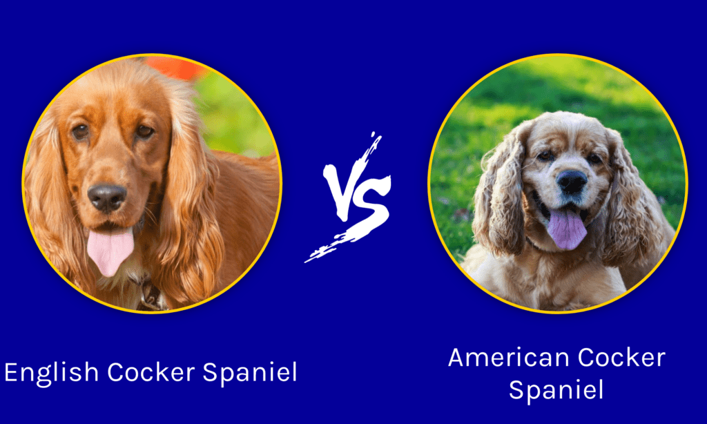 ພາສາອັງກິດ Cocker Spaniel ທຽບກັບ American Cocker Spaniel: ຄວາມແຕກຕ່າງແມ່ນຫຍັງ?
