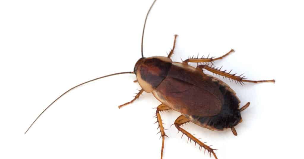 Wood Roach protiv žohara: Kako razlikovati