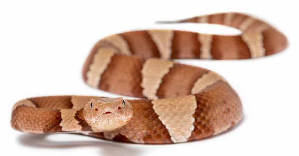 Ugriz bakroglave zmije: koliko su smrtonosni?