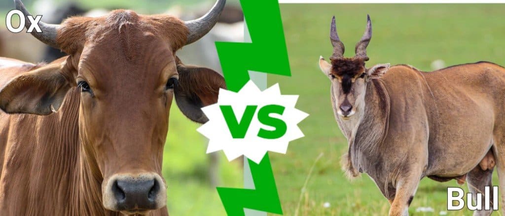 Ox vs Bull: Vad är skillnaden?