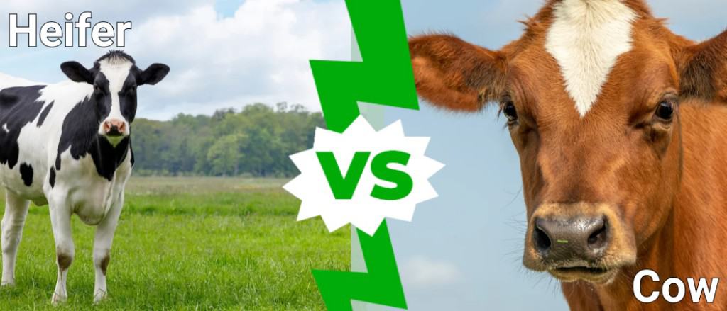 Јунка против крава: Кои се разликите?