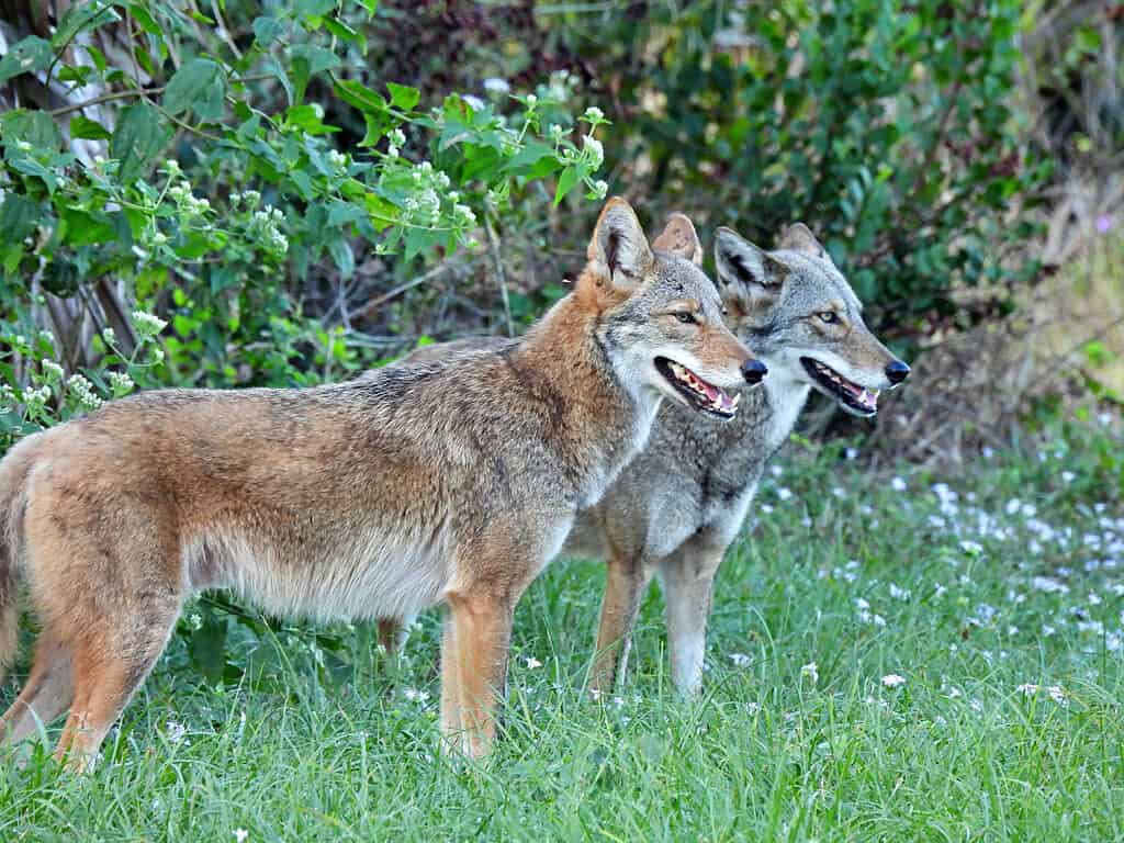 Kojotu gaudošana: kāpēc kojoti naktī izdod skaņas?