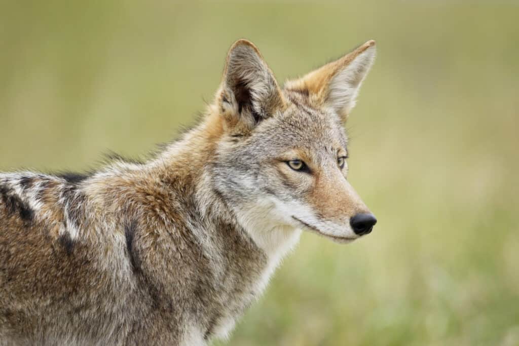 Kojot: Kako prepoznati da li je kojot pokakao u vašem dvorištu