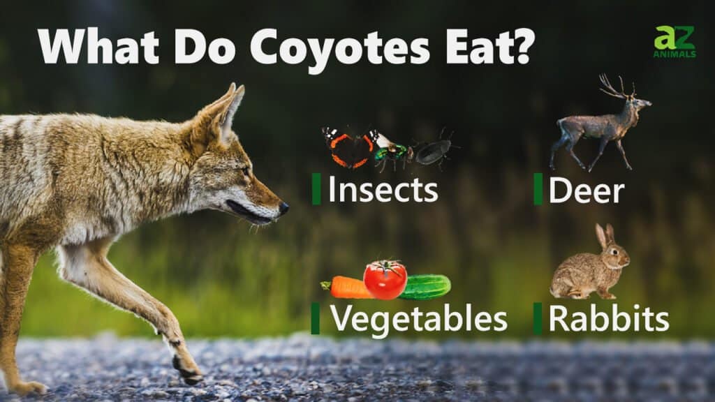 ¿Qué comen los coyotes?