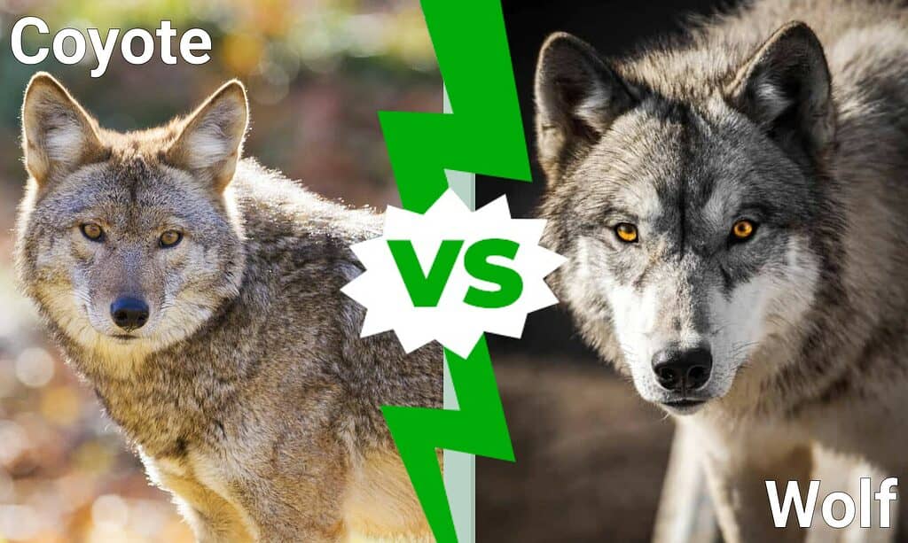 Coyote vs Wolf: Die 6 sleutelverskille verduidelik
