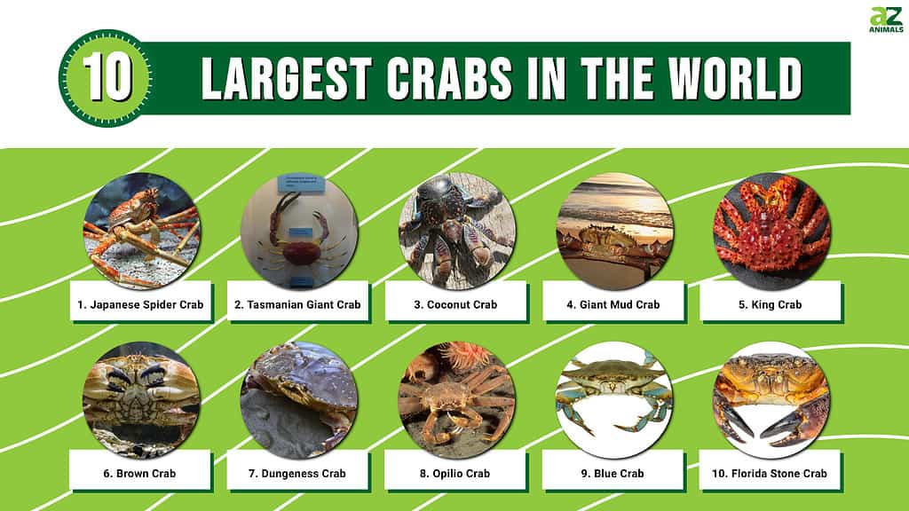 Los 10 cangrejos más grandes del mundo