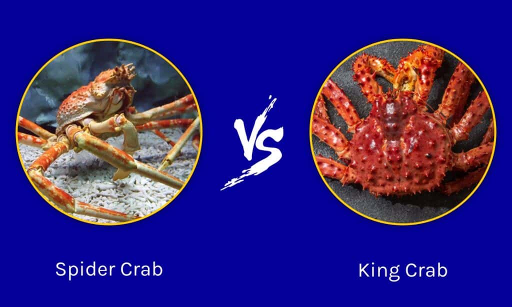 Centollo y cangrejo real: ¿cuáles son las diferencias?