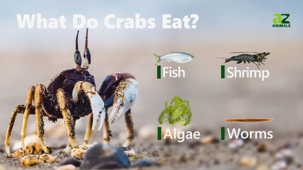 ماذا يأكل سرطان البحر؟