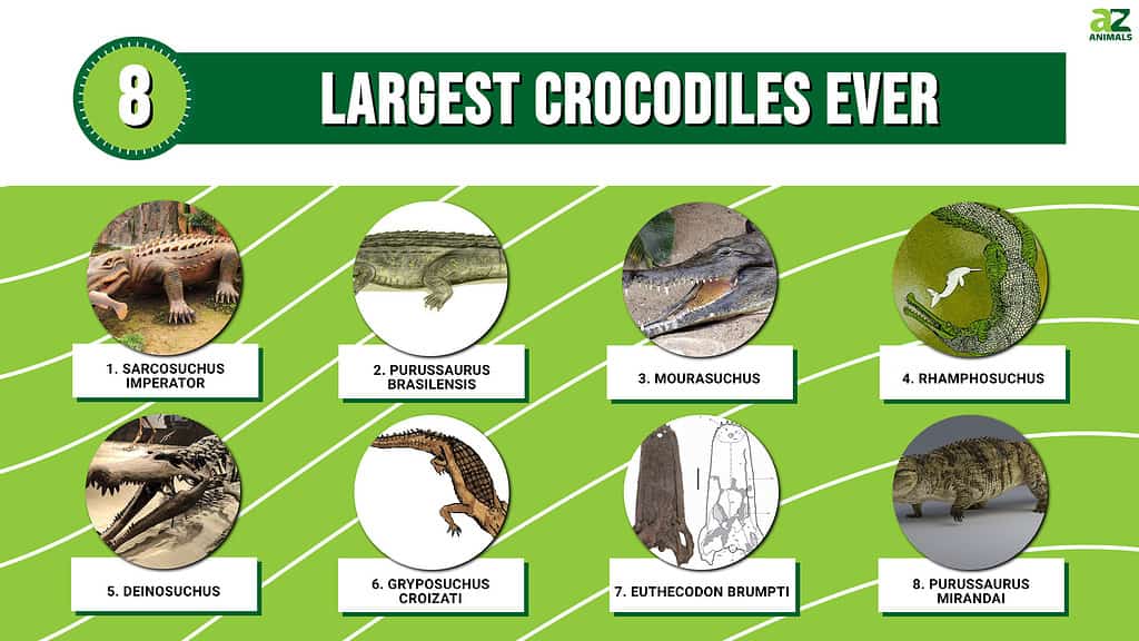 Top 8 najvećih krokodila ikada