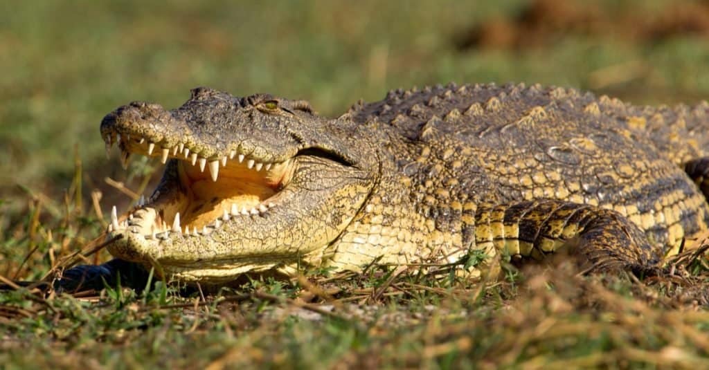 قابل "غوستاف" - أخطر التمساح في العالم مع أكثر من 200 عملية قتل مشاع