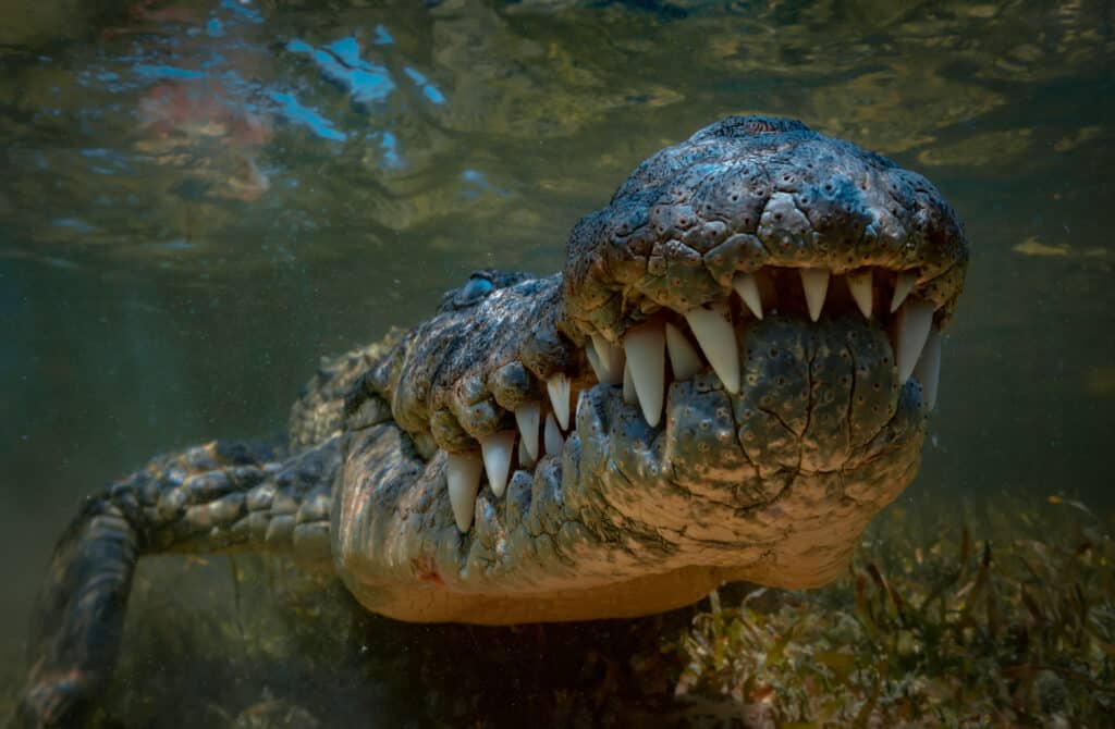 Sjoch 'Dominator' - De grutste krokodil yn 'e wrâld, en sa grut as in neushoorn