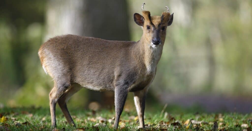 Muntjac Deer Face Usain-guruinei buruz jakin nahi duzun guztia
