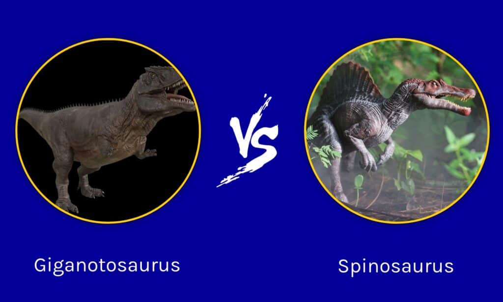 Giganotozaurs pret spinosauru: kurš uzvarētu cīņā?