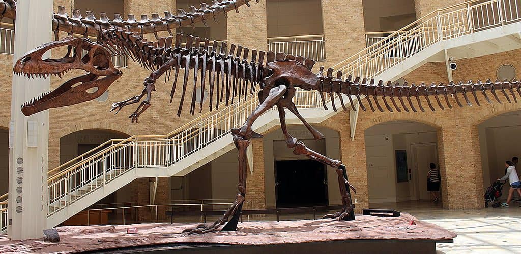 Giganotosaurus څومره لوی و؟ ایا دا د T-rex قاتل و؟