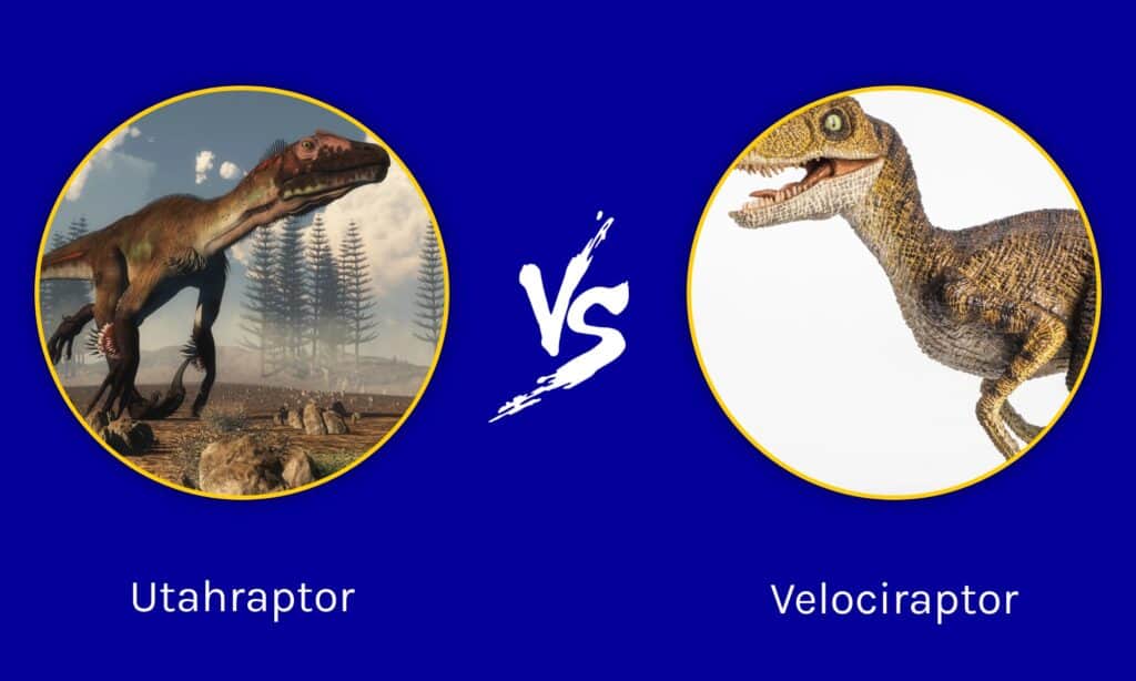 Utahraptor vs Velociraptor: 싸움에서 누가 이길까요?